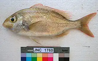 Gymnocranius oblongus