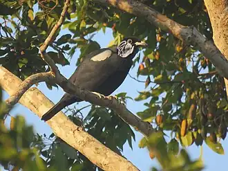 Kaalnekvruchtenkraai