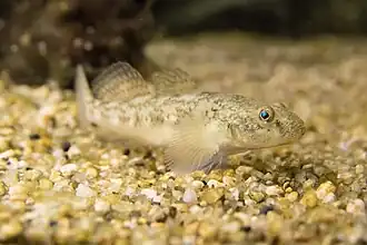 Gymnogobius castaneus