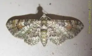 Gymnoscelis rousseli