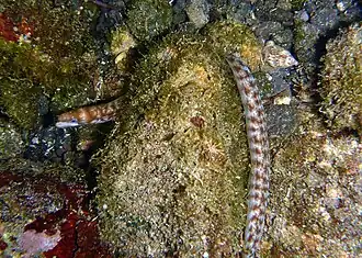 Gymnothorax chilospilus