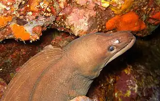 Gymnothorax moluccensis