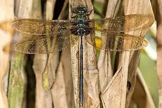 Gynacantha membranalis