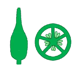 syncarp, 5-hokkig, zaadknoppen centraal