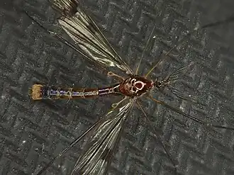 Gynoplistia (Gynoplistia) cuprea