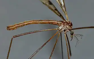 Gynoplistia (Gynoplistia) glauca