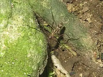 Gynoplistia (Gynoplistia) magnifica