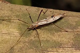 Gynoplistia (Gynoplistia) sackeni