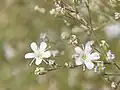 Gypsophila acutifolia