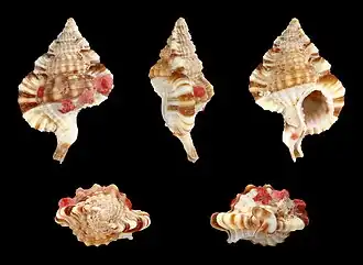 Gyrineum longicaudatum