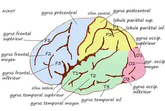 Linkergrotehersenhelft. Gyrus occipitalis medius aangegeven als O2.
