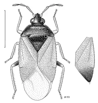Orius vicinus