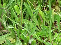Planten met dicht behaarde bladeren