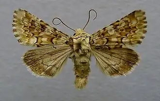 Hadena irregularisOorsilene-uil