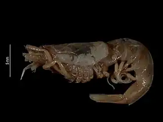 Hadropenaeus affinis