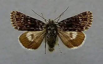 Anarta melanopa