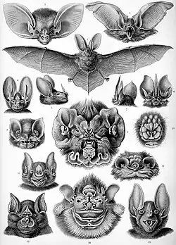Vleermuizen (Chiroptera)