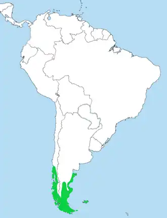 Magelhaenscholekster