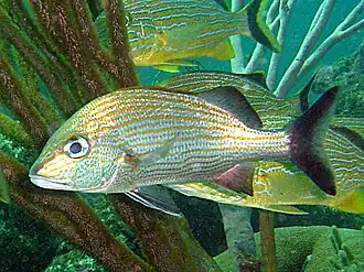 Haemulon carbonarium