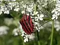 Pyjamaschildwants (Graphosoma italicum)