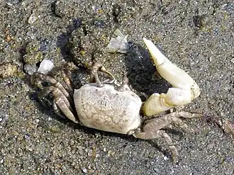 Uca (Austruca) lactea