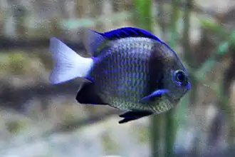Chromis hanui
