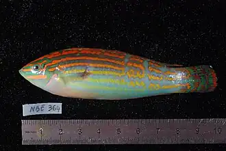 Halichoeres cosmetus