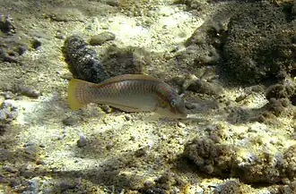 Halichoeres scapularis