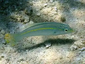 Halichoeres zeylonicus