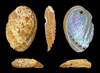 Haliotis diversicolor