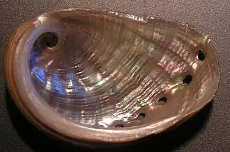 Haliotis stomatiaeformis