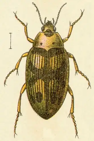 Haliplus obliquus