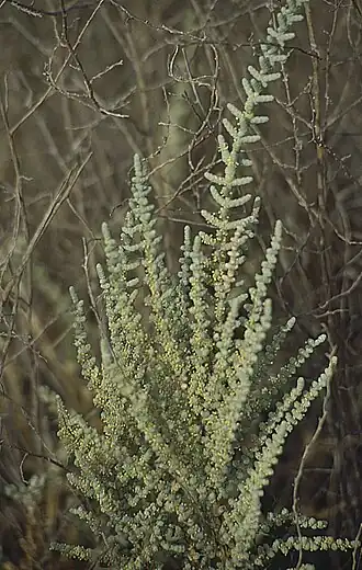 Halocnemum strobilaceum