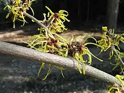 Hamamelis ×intermedia 'Pallida'