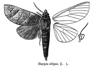 Hapigia obliqua