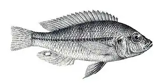 Haplochromis granti