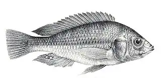 Haplochromis ishmaeli