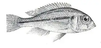 Haplochromis martini