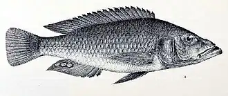 Haplochromis mento