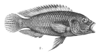 Thoracochromis moeruensis
