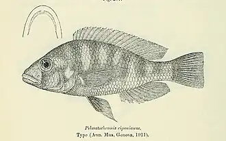 Haplochromis riponianus