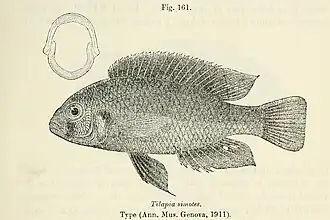 Haplochromis simotes