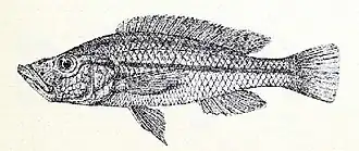 Haplochromis xenostoma