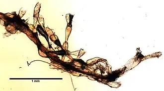Haplota clavata