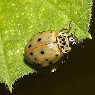 Harlekijnlieveheersbeestje