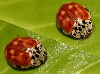 Harlekijnlieveheersbeestje