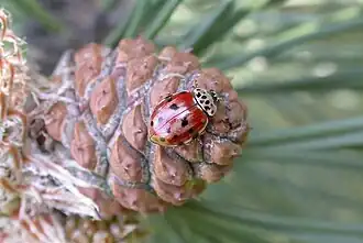 Harlekijnlieveheersbeestje