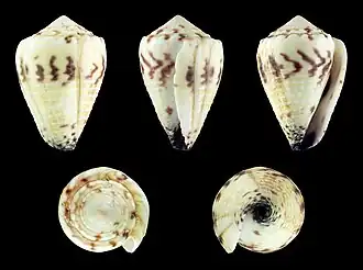 Conus sponsalis