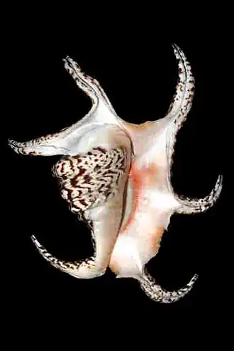 Lambis chiragra arthrica