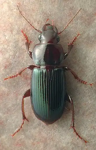 Harpalus amputatus